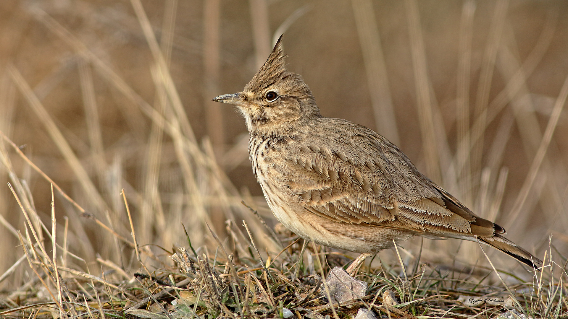 Crested Lark